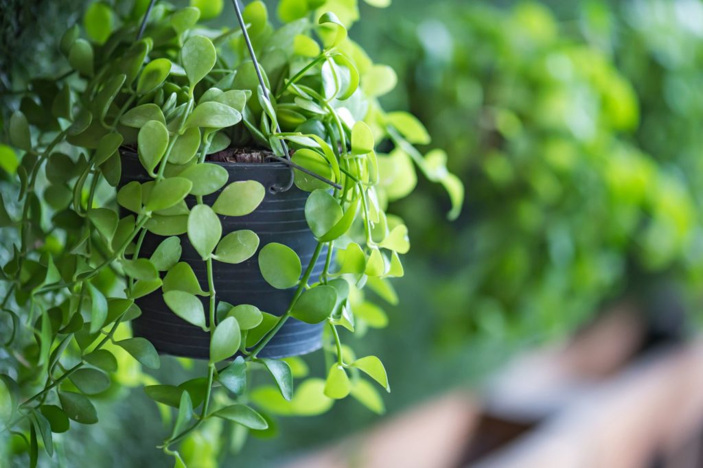 Como montar um jardim vertical na varanda do apartamento?